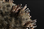Self Cleaning Hair Brush
